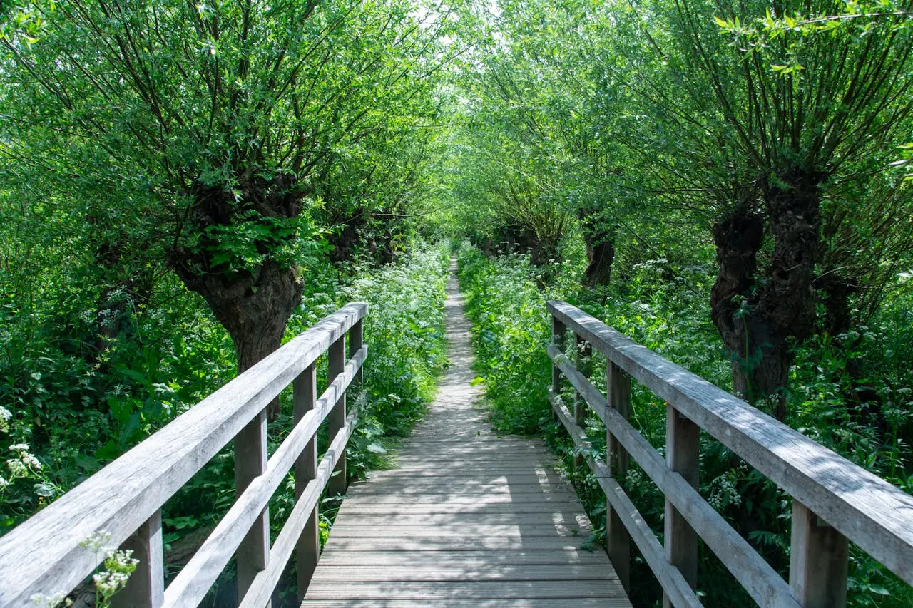 Drewniany mostek prowadzący do spacerowej ścieżki - idealnej na odkrywanie lokalnych atrakcji.